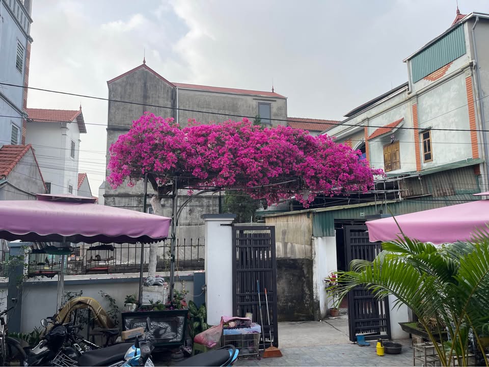 Đất nền 100m² tại Hồng Vân, Ân Thi - Kinh doanh thuận lợi, giá tốt!