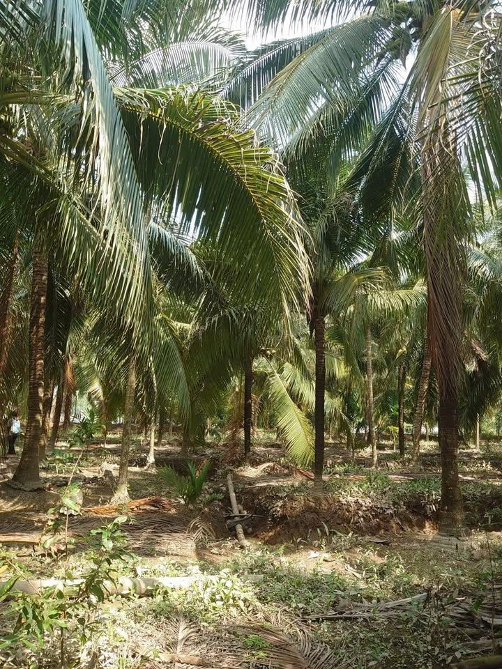 Đất vườn dừa Lương Hòa 1000m² giá 400 triệu - Đầu tư sinh lời ngay!
