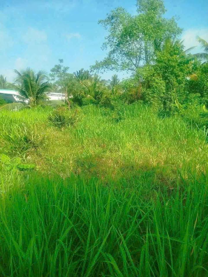 Đất nền biệt thự Phong Nẫm 500m² giá 450 triệu - Đầu tư sinh lời hấp dẫn!