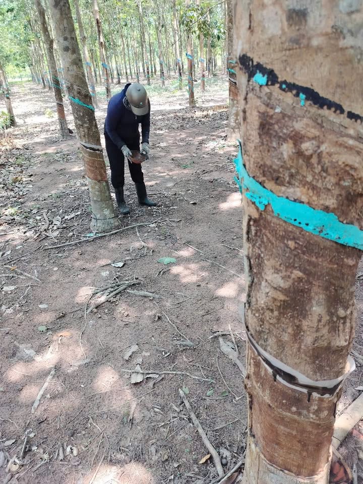 Đất nông nghiệp Xã Đức Thuận, Huyện Tánh Linh 10.000m² giá chỉ 895 triệu - Cơ hội đầu tư lý tưởng!