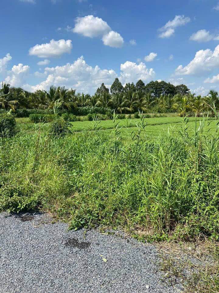 Đất vườn 2100m² Phường 4, Vĩnh Long giá 6.3 tỷ - Tiềm năng sinh lời cao!