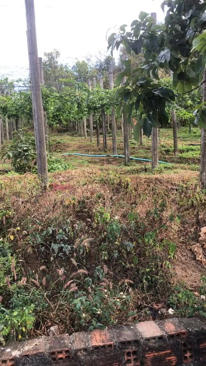 Mảnh vườn 2,6ha tại Mang Yang, Gia Lai - Giá chỉ 2,1 tỷ, chính chủ bán gấp!