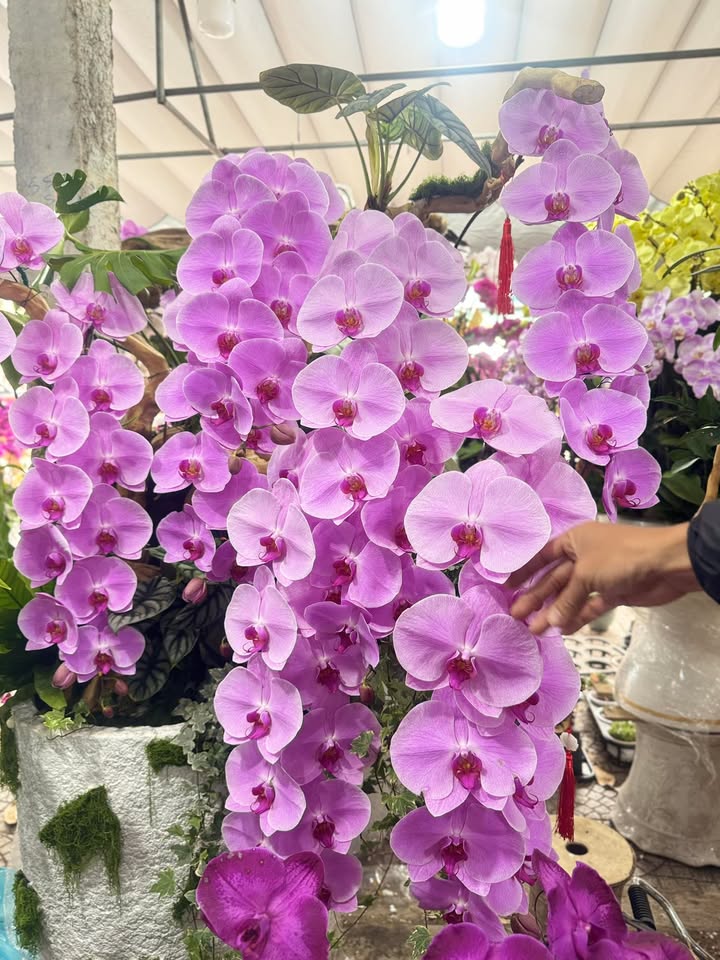 Đất trồng cây Hòa Sơn Đà Nẵng 2000m² giá chỉ 1.6 tỷ - Cơ hội đầu tư tuyệt vời!