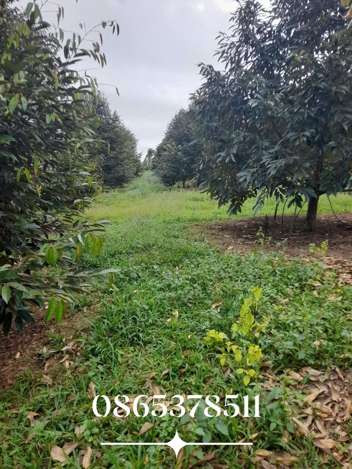 Farm 8ha sầu riêng tại Bù Đăng, Bình Phước giá 28 tỷ - Đất đỏ màu mỡ, mặt tiền lớn