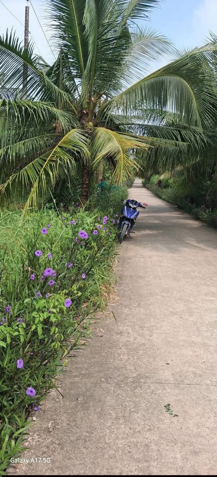 Đất nền 250m² Xã Thới Lai, Bình Đại giá 300 triệu - Đầu tư sinh lời ngay!