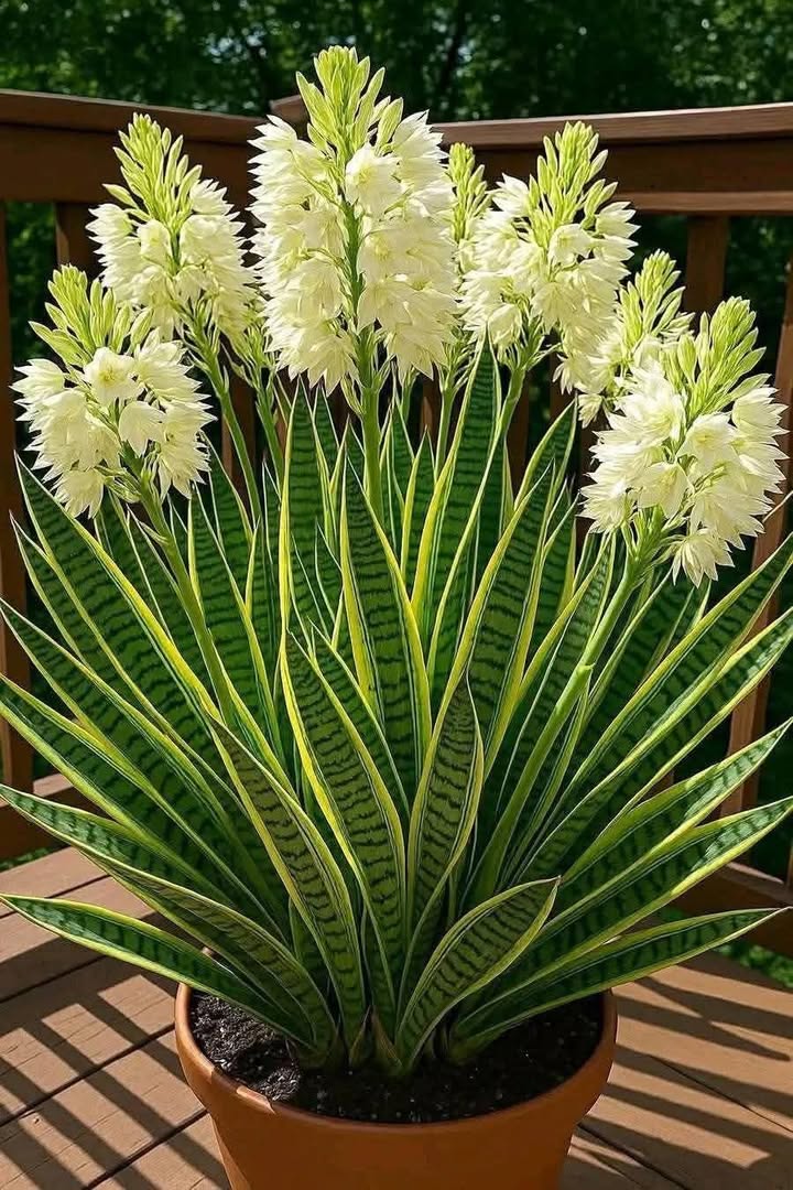 Nhà riêng đường Lê Hoàn, TT Ngô Mây, Huyện Phù Cát 1000m² - Chính chủ bán gấp!