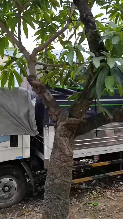 Đất Tây Lân Bình Tân 282m² giá 11.8 tỷ - Hiếm có khó tìm!