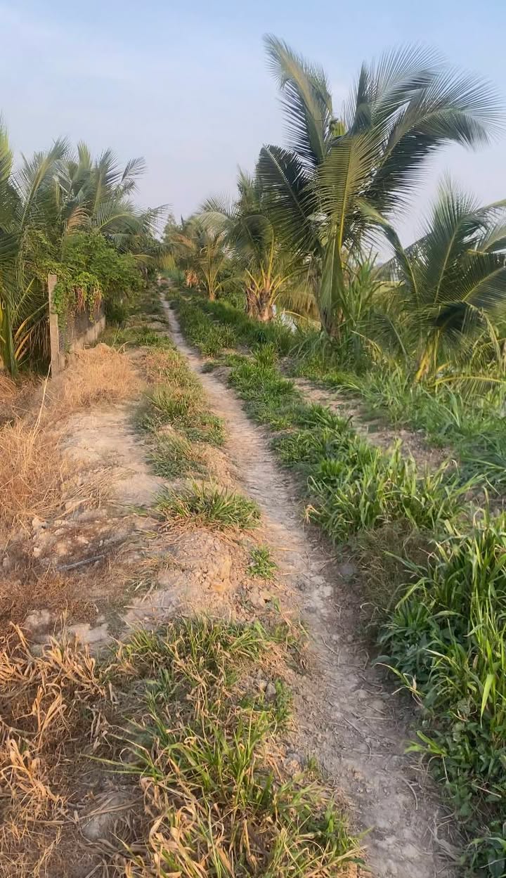 Đất ruộng 1.300m² tại Thanh Trì B, Châu Thành, Trà Vinh - Giá chỉ 250 triệu