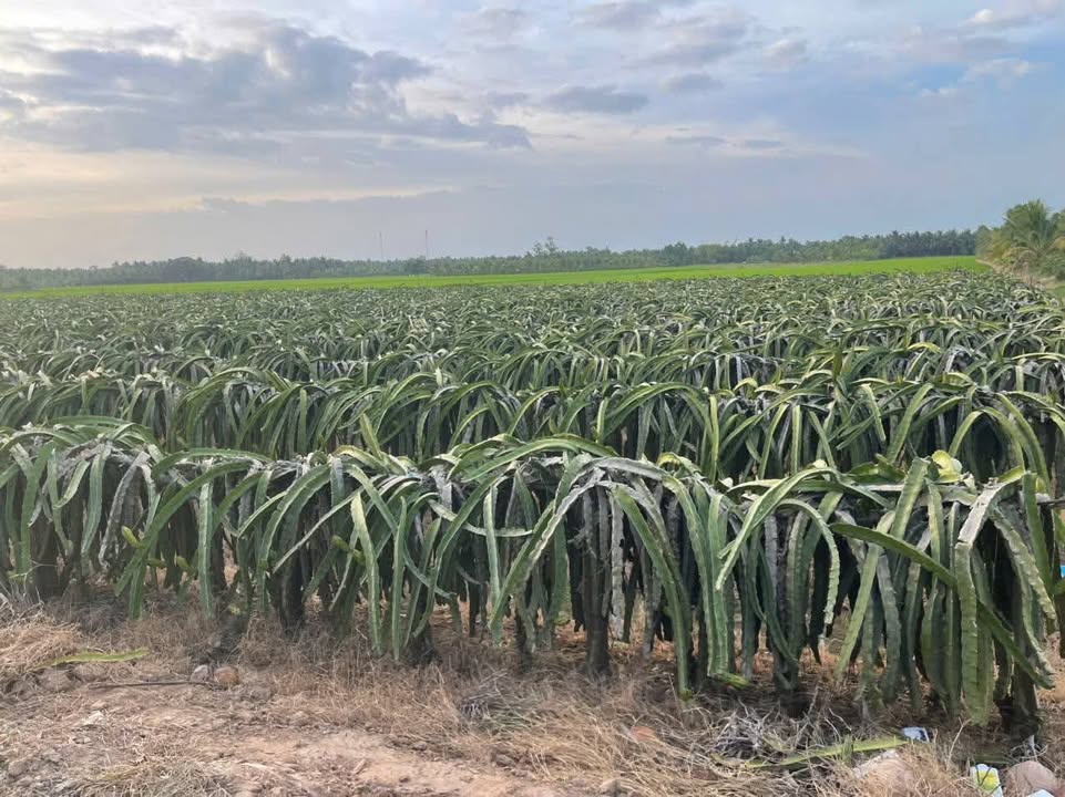 Đất Farm 15.270m² mặt tiền nhựa xã Tân An Luông - Cơ hội đầu tư hấp dẫn!