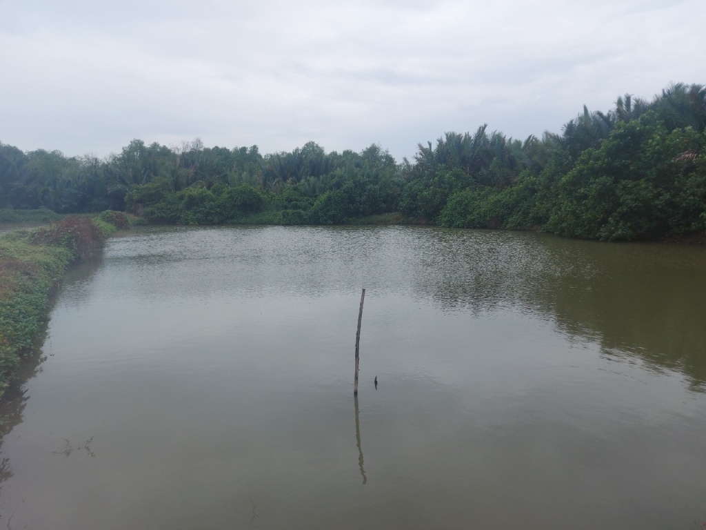 Đất lúa 1300m² mặt tiền sông Vàm Cỏ xã Tân Chánh giá chỉ 550 triệu