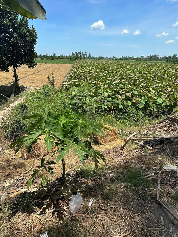 Đất nền ấp Hội An, xã Mỹ An Hưng A, 1882m² - Giá chỉ 650 triệu VND, thương lượng ngay!