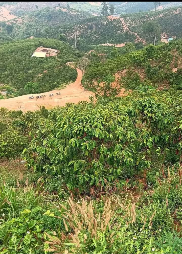 Đất thổ cư 5000m² tại Thôn 8, Xã Tân Thanh - Giá chỉ 670 triệu VND, cơ hội đầu tư tuyệt vời!