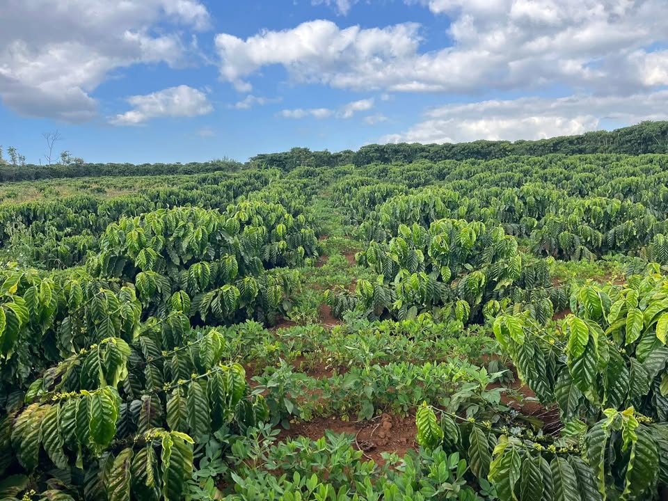 Đất nền Tích Lộc, Huyện Phúc Thọ 1080m² giá 2.3 tỷ - Sổ đỏ chính chủ