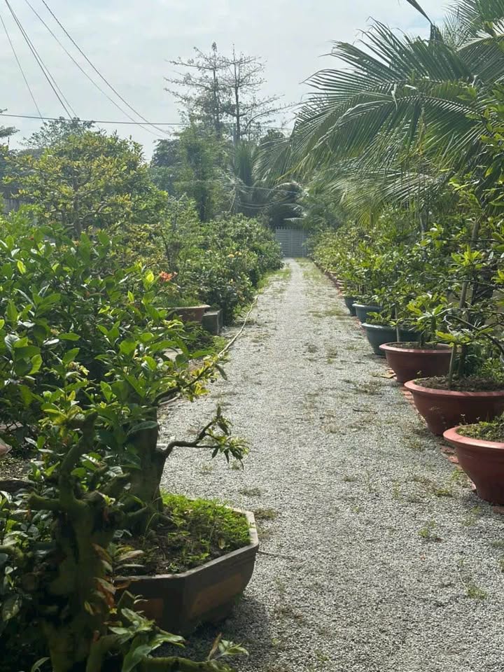 Mảnh vườn 5928m² mặt tiền Võ Văn Hoài, An Giang giá chỉ 5 tỷ - Đầu tư sinh lời tuyệt vời!