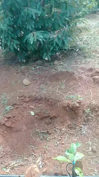 Đất Farm 1ha tại Đắk Gằn, Đắk Mil giá 3.5 tỷ - Đầu tư sinh lời lý tưởng!