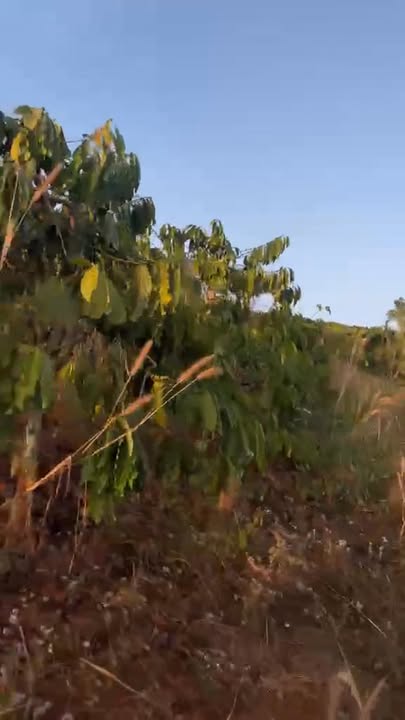 Đất nền 1ha7 Đắk R'Măng giá 2.1 tỷ - Đất đỏ màu mỡ, tiềm năng phát triển!