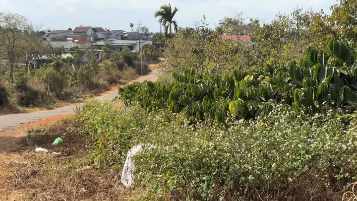 Đất nền 595m² tại Thôn 7, Xã Thuận Hạnh, Đắk Song giá 1.3 tỷ - Sổ hồng chính chủ