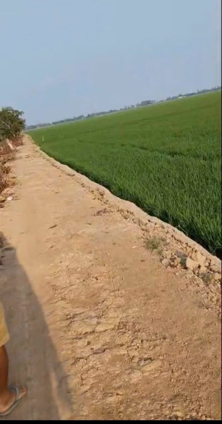 Đất nông nghiệp 60.000m² tại Phường An Bình B, Hồng Ngự, Đồng Tháp - Giá chỉ 8.1 tỷ!