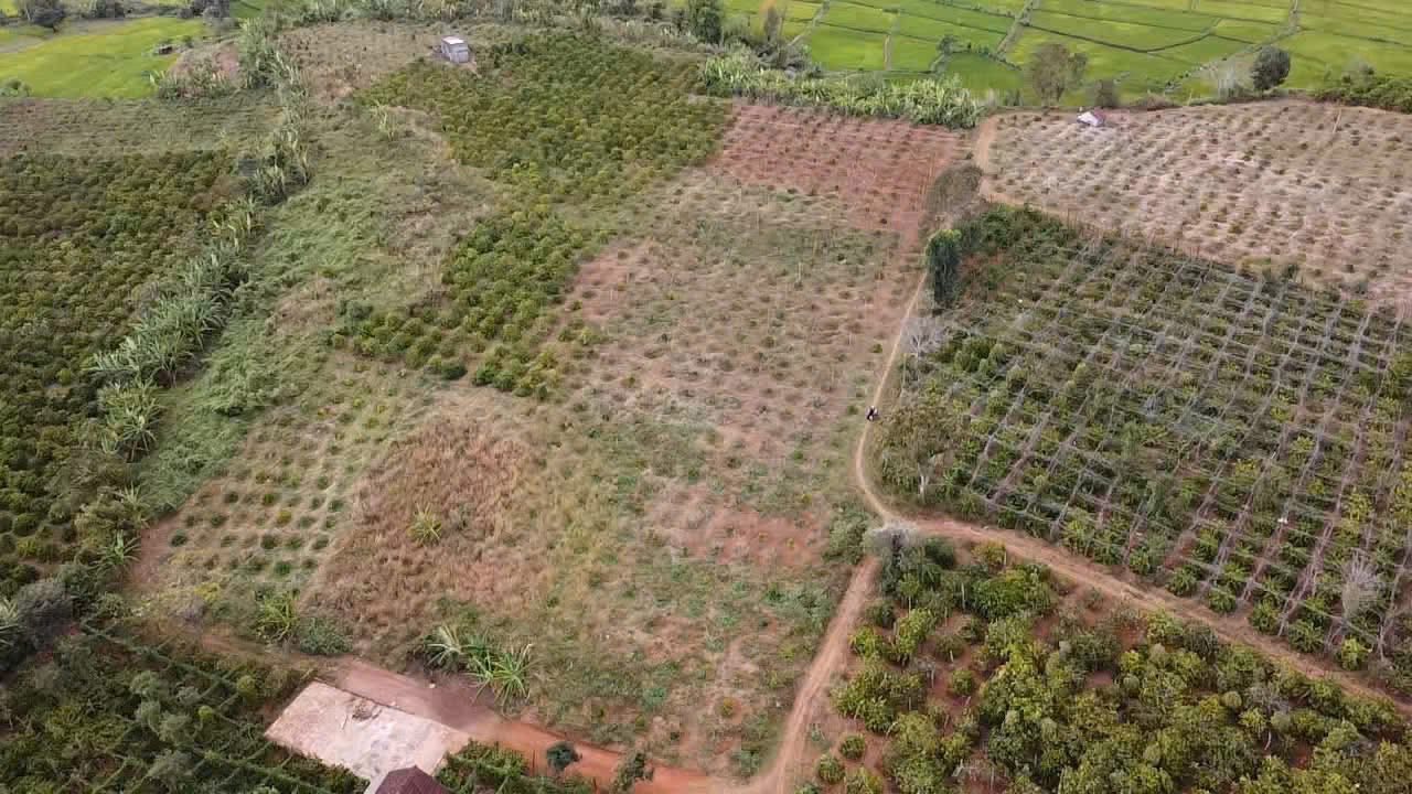 Farm 2,4ha tại Chư Sê, Gia Lai giá 3 tỷ - Đầu tư sinh lời ngay!