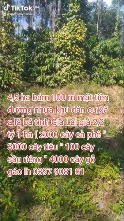 Farm đất rẫy tại xã A L Bá, huyện Chư Sê, Gia Lai 4,5 ha giá 2,2 tỷ - Gần mặt tiền đường nhựa