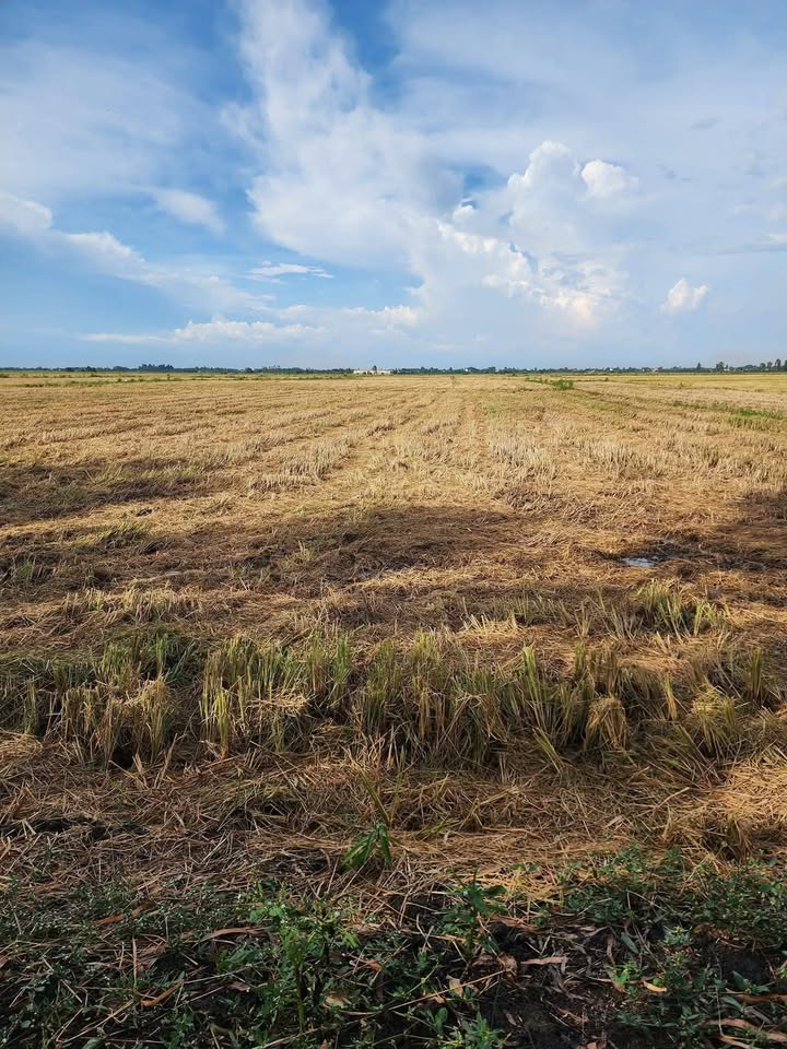 Đất nền mặt tiền Quốc lộ 80B, xã Tân An, 1097m² - Đầu tư sinh lời cao!