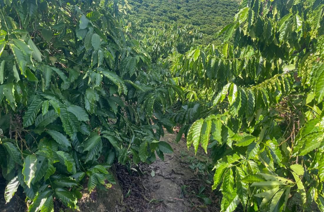 Farm cafe 1.5ha tại Đam Rông - Giá 2.5 tỷ - Đầu tư sinh lời hấp dẫn!