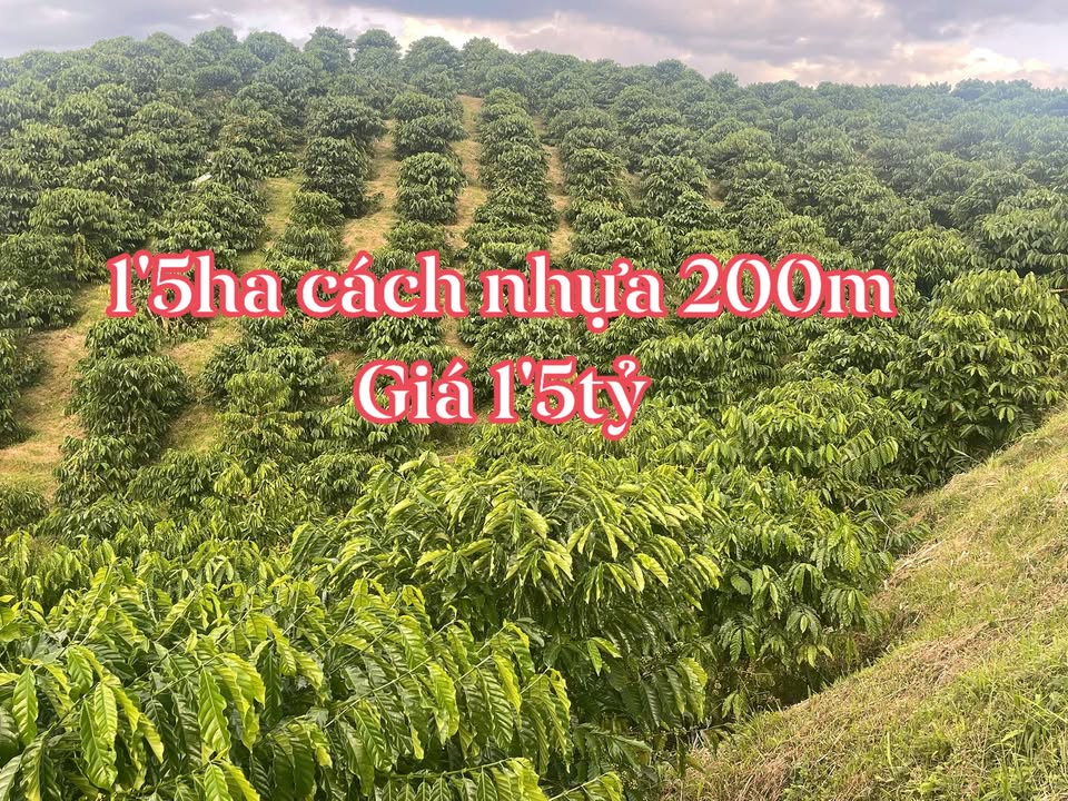 Farm cafe 1.5ha đẹp tại xã Quảng Hòa - Giá chỉ 1,5 tỷ!