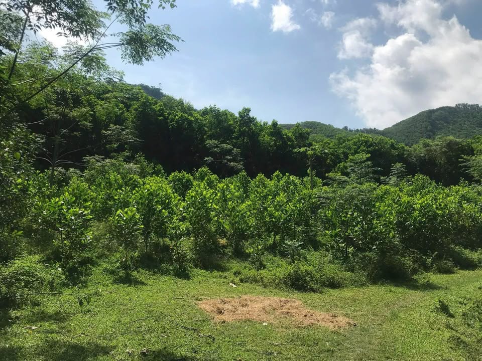 Đất Farm Thường Xuân Thanh Hóa 6000m² giá 900 triệu - Cơ hội đầu tư sinh lời!