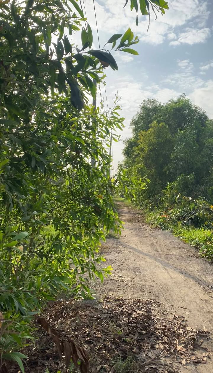 Đất ruộng 33000m² mặt tiền bờ kênh lớn - Giá chỉ 825 triệu!