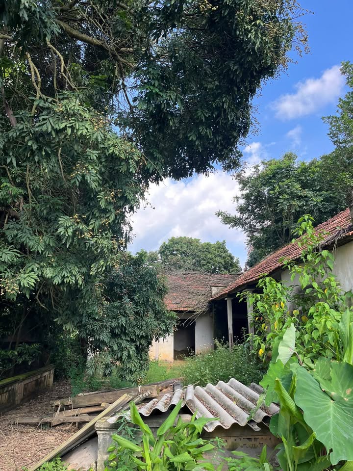 Bán đất Đầm Sản, Minh Quang, Ba Vì 1.870m² - View núi Ba Vì tuyệt đẹp!