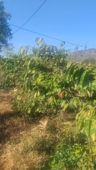 Farm 7,2 sào tại Thị trấn Ia Kha, Huyện Ia Grai, Gia Lai - Giá chỉ 1,1 tỷ!