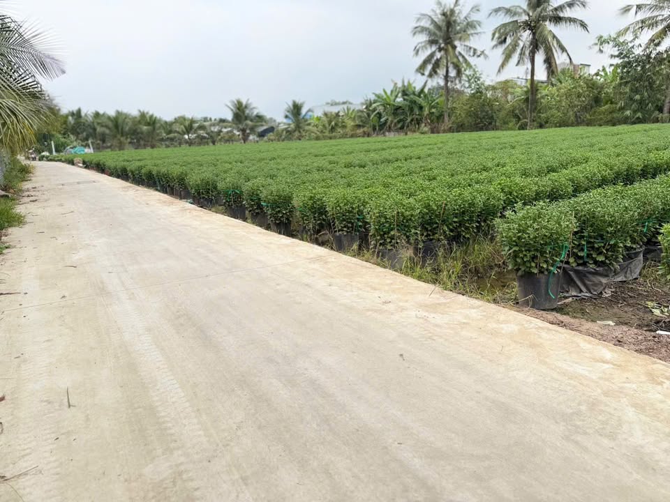 Đất nền Phường Mỹ Phong 116m² giá 900 triệu - Tiềm năng tăng giá cao!