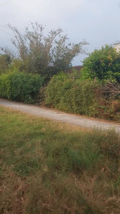 Đất thổ cư xã Tân Xuân, huyện Ba Tri 920m² giá 2.2 tỷ - Cơ hội đầu tư hấp dẫn!