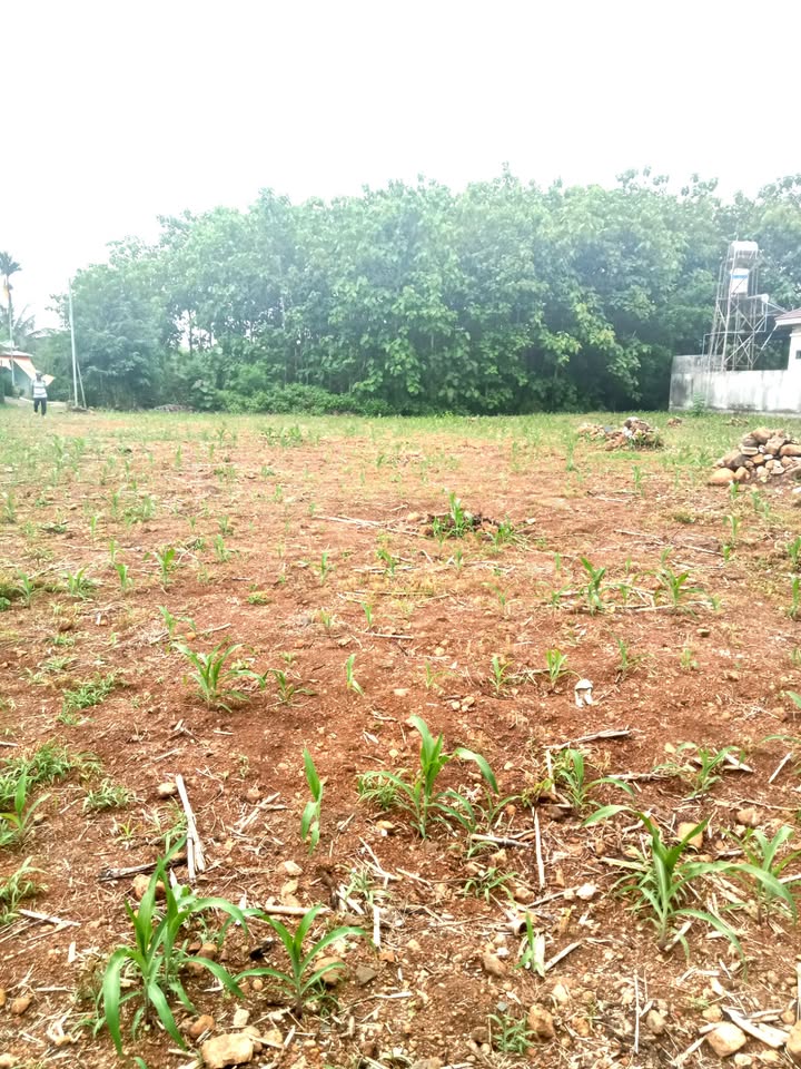 Đất nền 1731m² tại Ấp 7 Gia Canh, Định Quán - Giá chỉ 2.6 tỷ, sổ hồng chính chủ!