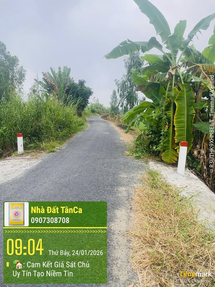 Đất nền 10.000m² xã Bình Thành, huyện Thanh Bình - Giá chỉ 1 tỷ!