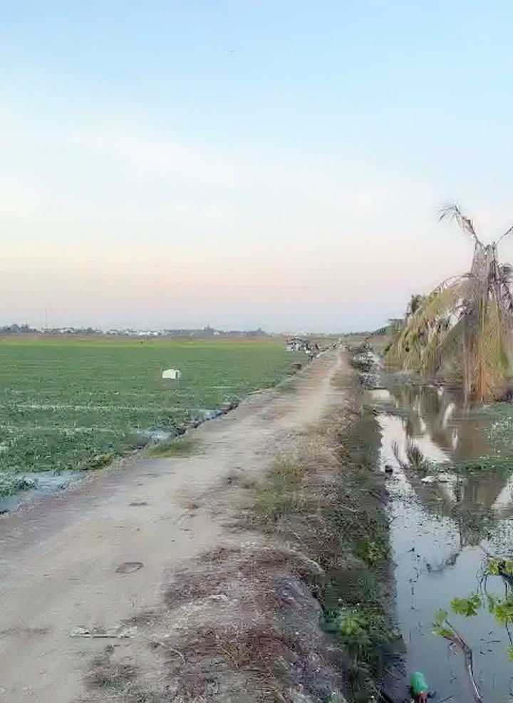 Đất ruộng 10.290m² tại Thị trấn Tràm Chim - Giá 2.778 tỷ, thương lượng ngay!