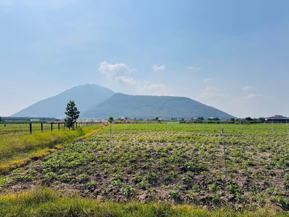 Đất nền Khu phố Thạnh Lợi, Tây Ninh 75m² giá 168 triệu - Sổ hồng riêng ngay!