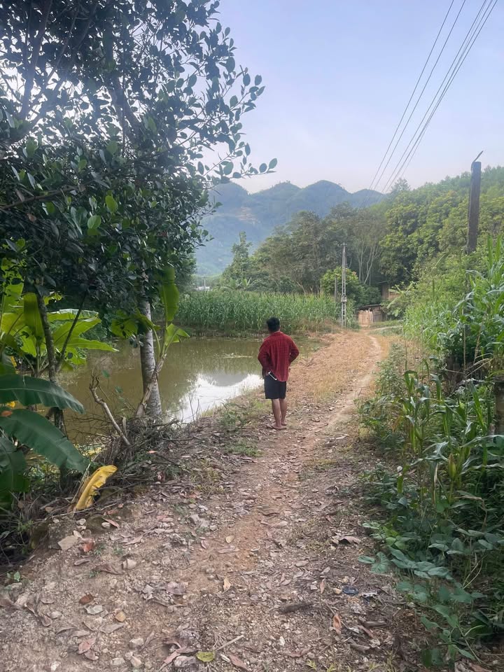 Lô đất trang trại 5000m² tại Tân Long, Yên Sơn - Giá chỉ 1 tỷ VND!