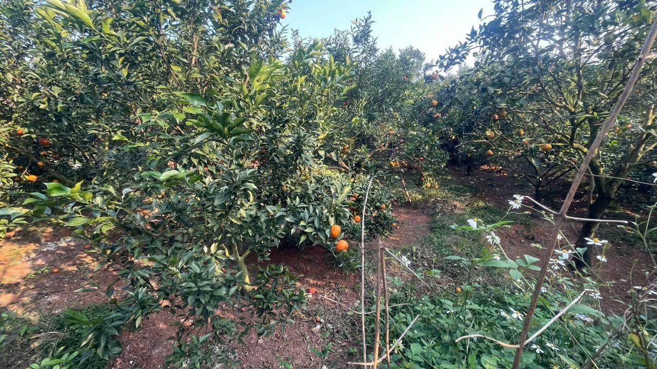 Đất nông nghiệp 4000m² tại Hợp Phong, Cao Phong - Cơ hội đầu tư cam trái chất lượng!