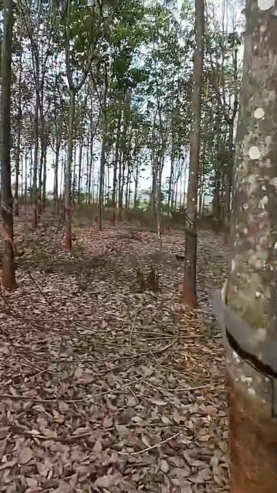 Bán 3 lô đất xào Phú Miên, Xã Phước An, Huyện Hớn Quản - Giá chỉ 600 triệu, Sổ đỏ chính chủ!