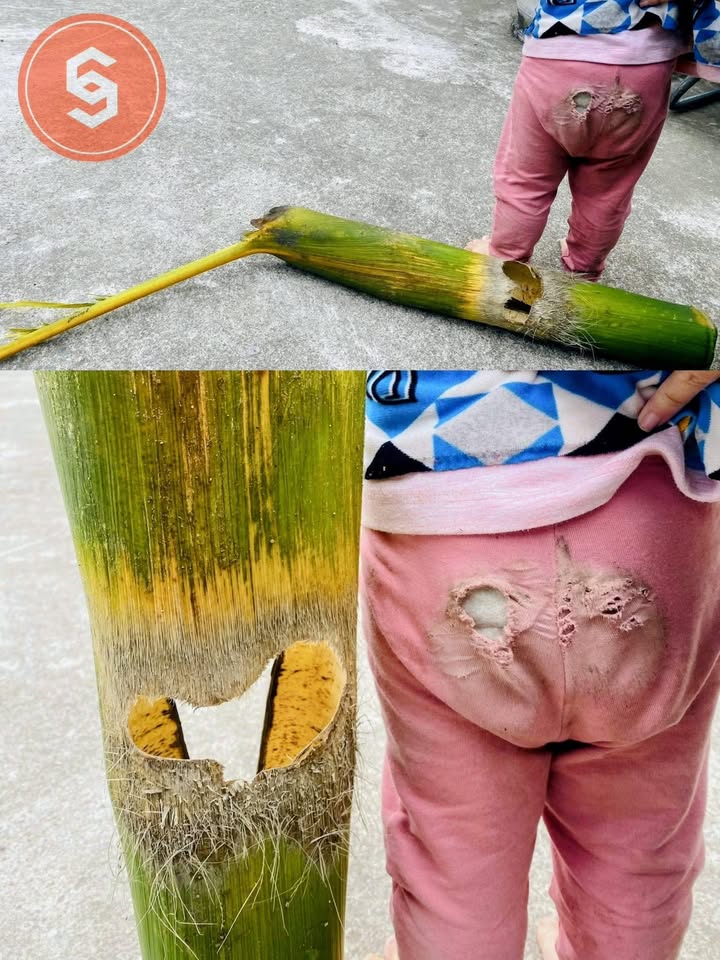 Đất trồng cây lâu năm 16.000m² tại Phú An Tây, An Nhơn chỉ 3 tỷ - Đầu tư sinh lời cao!