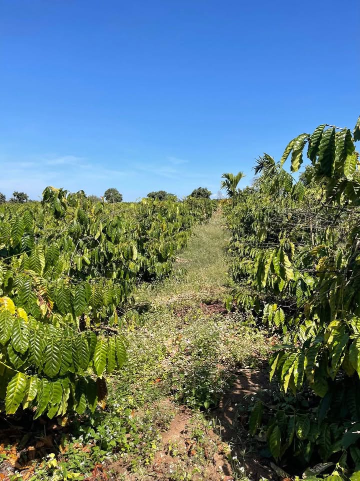 Đất nông nghiệp 18.000m² tại xã Ea Drông, Buôn Hồ - Giá 1.4 tỷ, thương lượng!