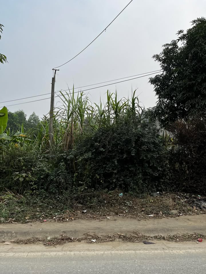 Đất nền thổ cư 40m² đường Lê Đại Hành - Giá chỉ 1 tỷ, đầu tư sinh lời ngay!