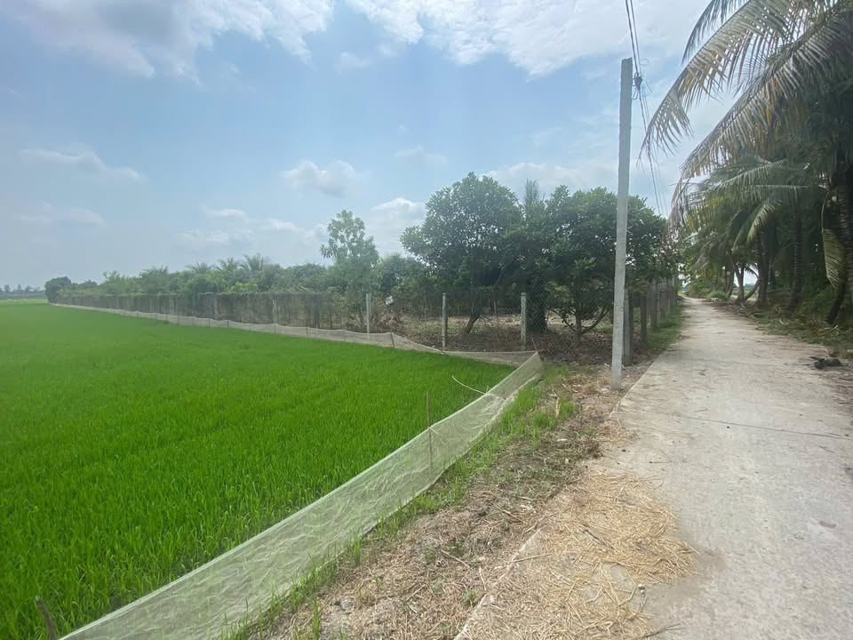 Đất vườn 2.600m² phường Châu Đốc giá 2.283 tỷ - Cơ hội đầu tư tuyệt vời!