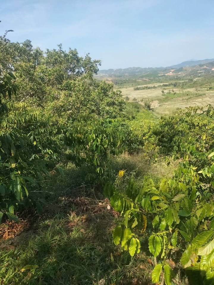 Đất nông nghiệp Đam Rông 7000m² giá 700 triệu - Cơ hội đầu tư tuyệt vời!