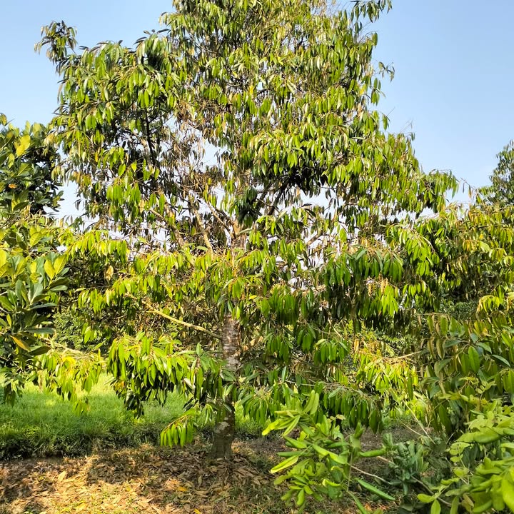 Đất vườn sầu riêng 1500m² tại Phú An, Cai Lậy - Giá chỉ 900 triệu!