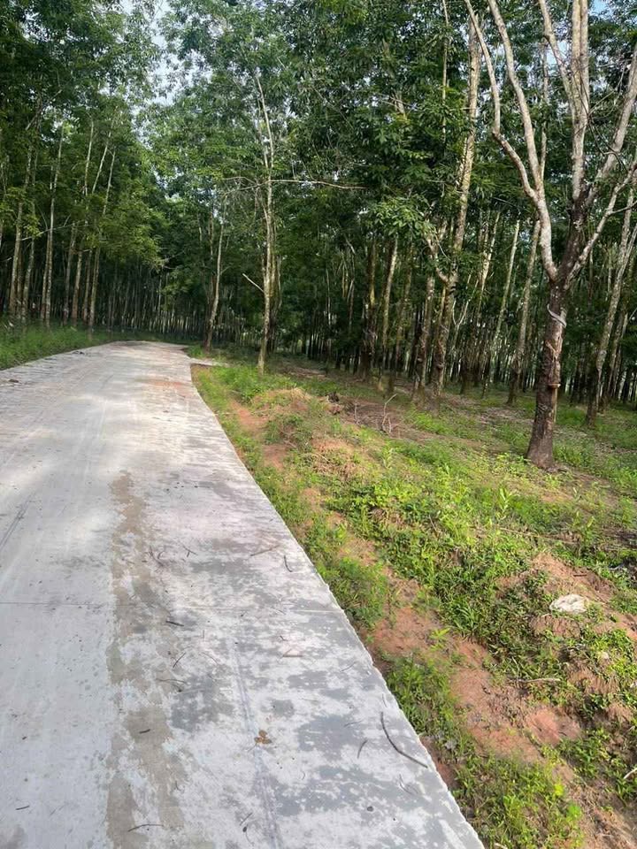 Farm 5,3 héc Lộc Thành giá 7,5 tỷ - Đầu tư tiềm năng cao!