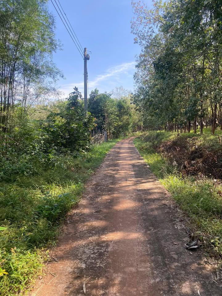 Đất nền 9000m² mặt tiền đường bê tông Huyện Lộc Ninh giá 650 triệu - Cơ hội đầu tư tuyệt vời!