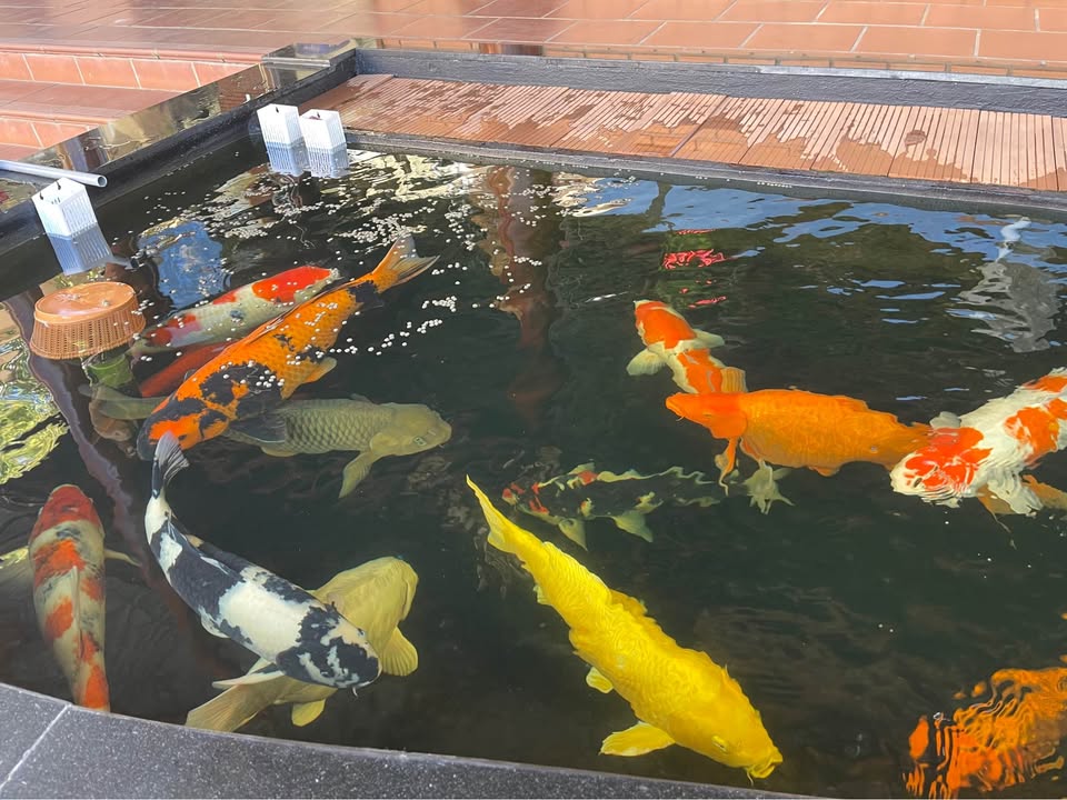 Nhà mặt tiền Hồ Tùng Mậu, Phường Thành Công, 100m² - Đầu tư kinh doanh lý tưởng!