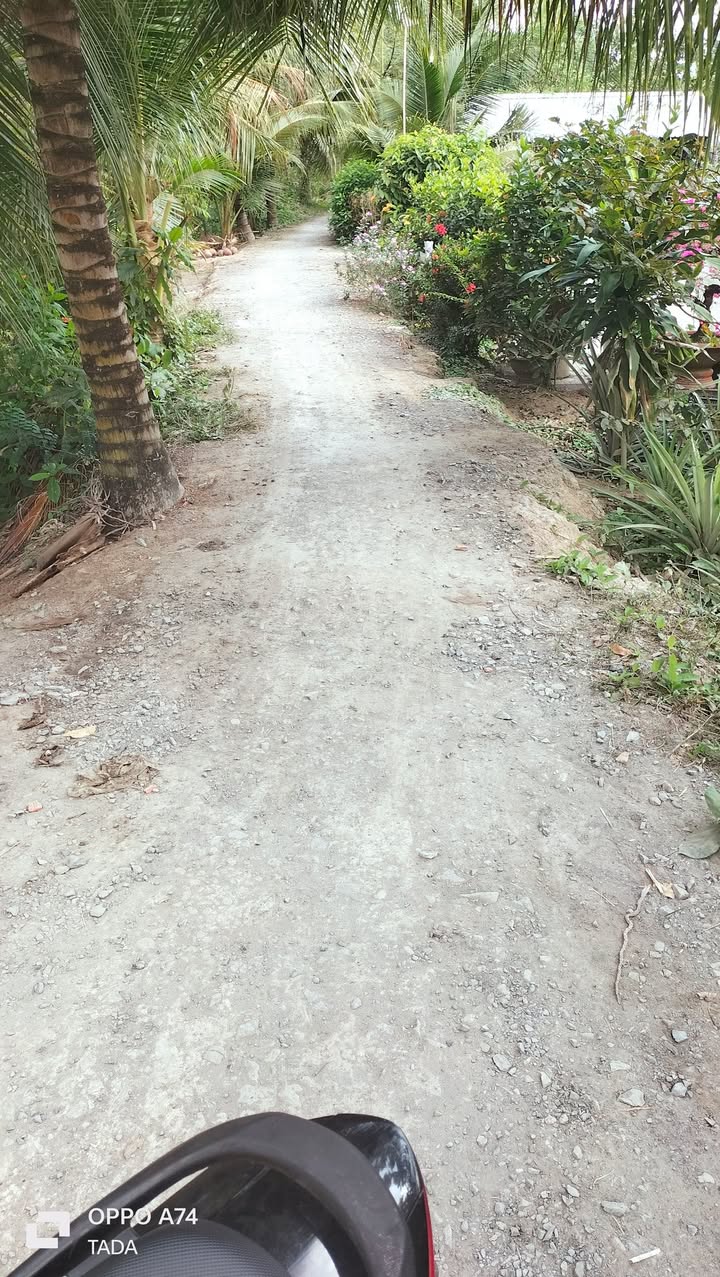 Đất nền 269m² tại Hòa Lộc, Tam Bình giá 260 triệu - Cơ hội đầu tư tuyệt vời!